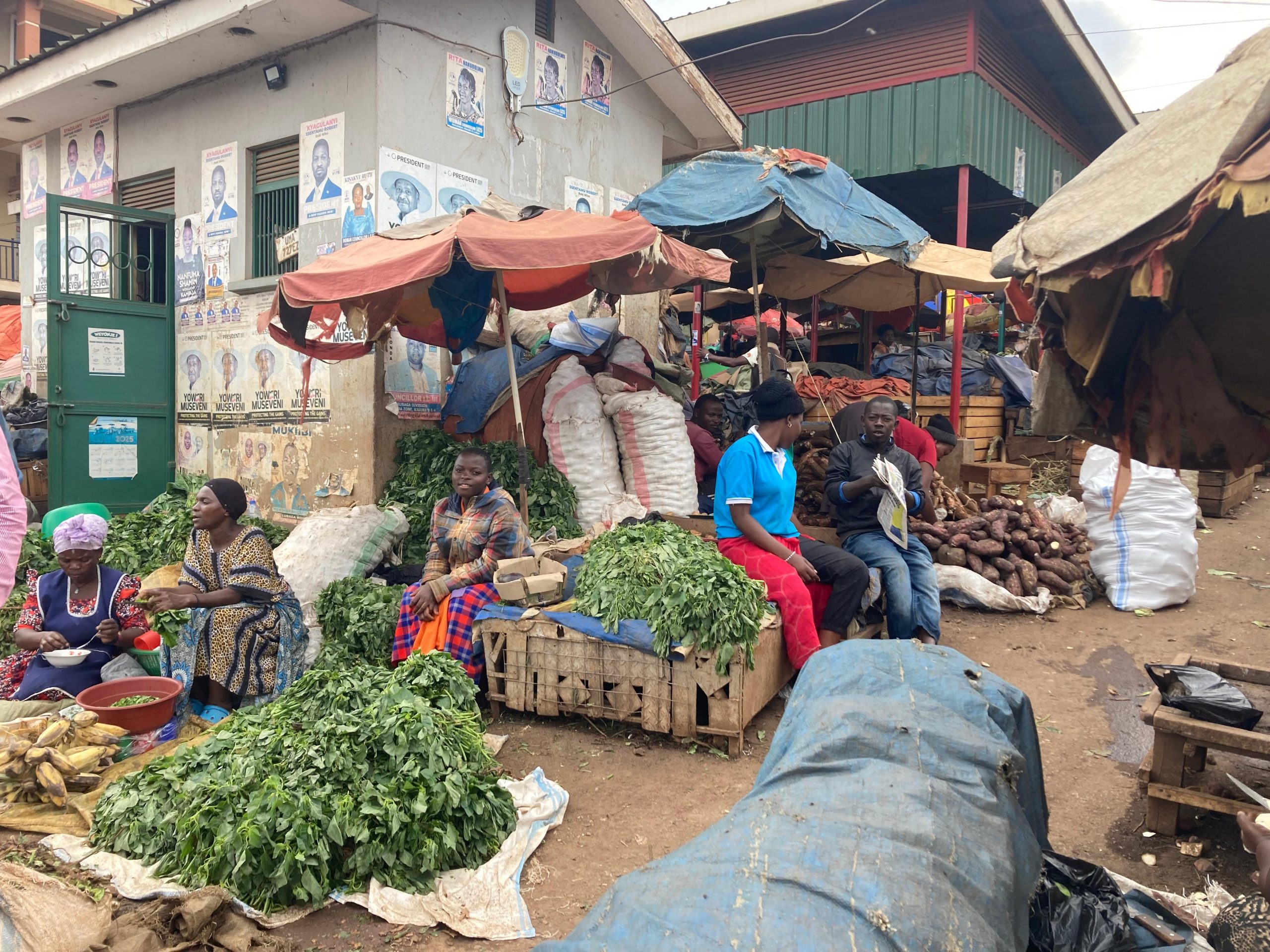 AREA Africa: A new Italian initiative to Strengthen Agri-Food Ecosystems in Africa