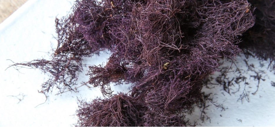 Sea Truffles: The gourmet seaweed you can find by foraging on the ocean floor