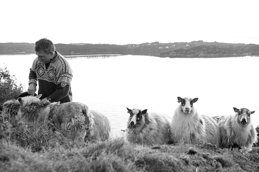 The Story of Strilalam Sheep Farmers
