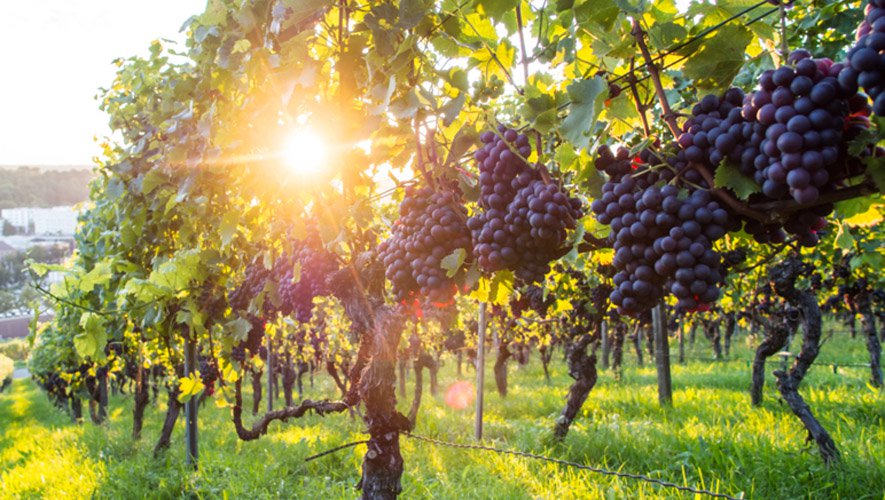 Georgian Farmers Markets, Wine and their role post COVID